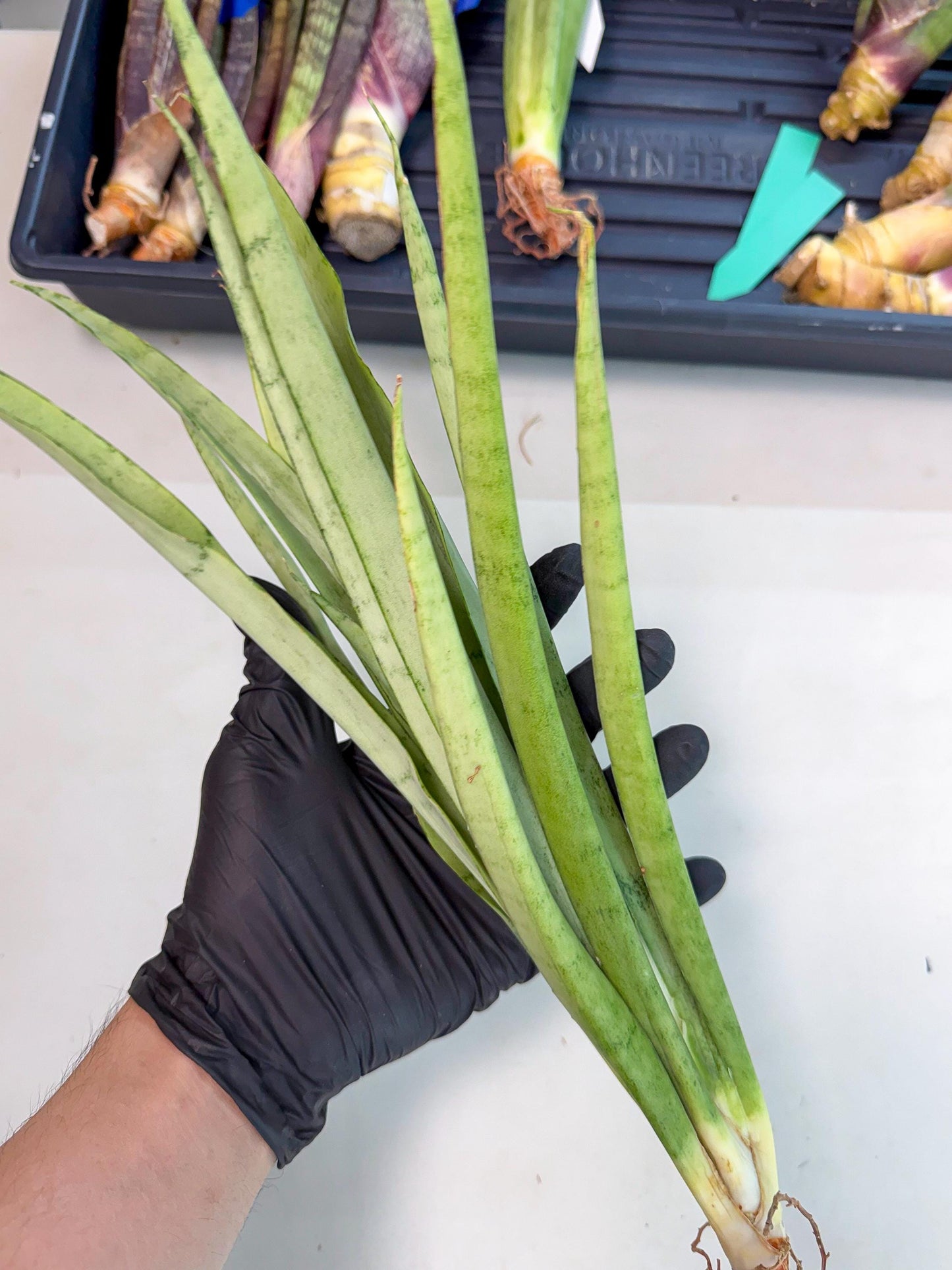 Sansevieria Kamakiri (gg) (7) | New Imported Hybrids