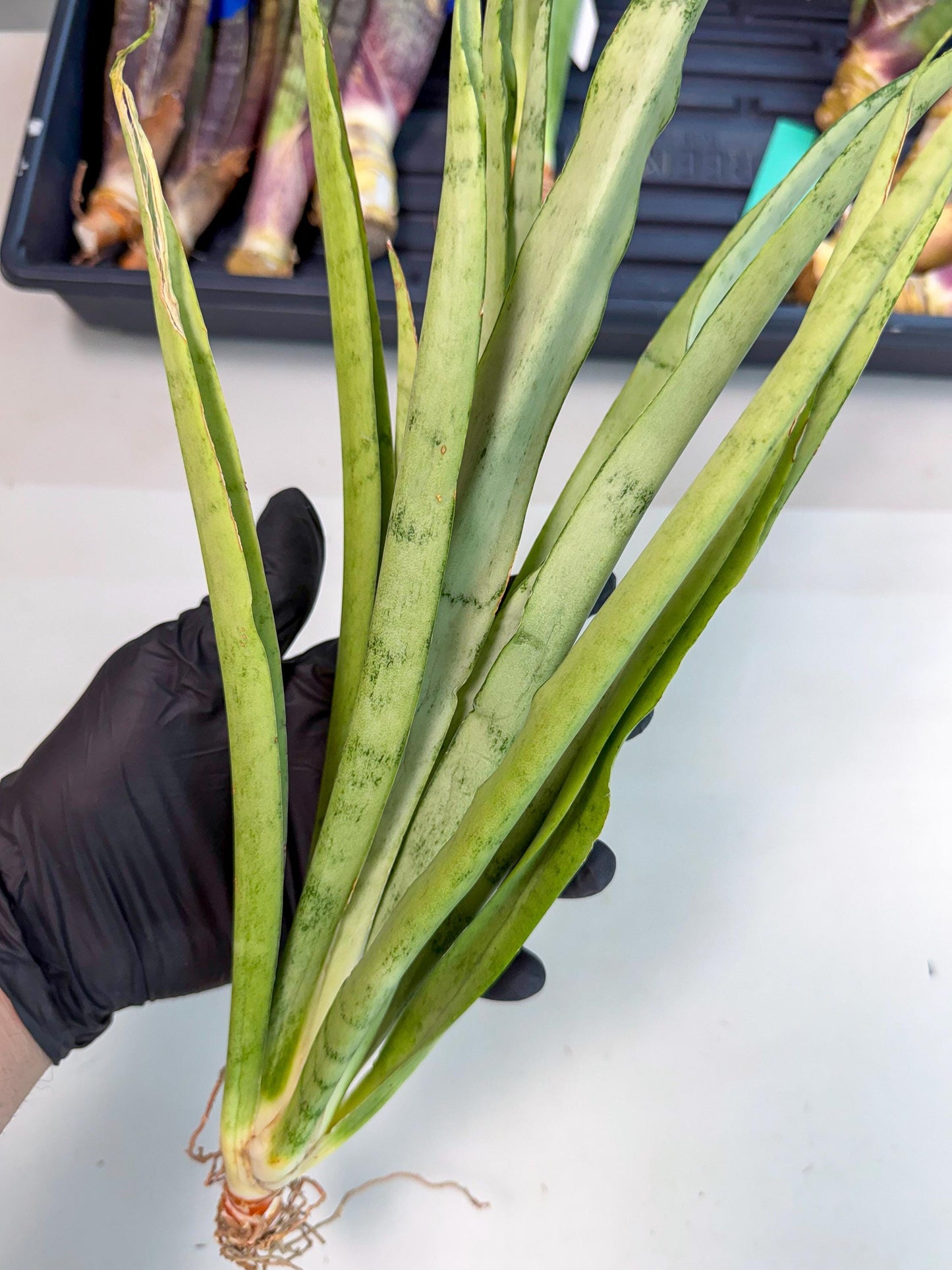 Sansevieria Kamakiri (gg) (7) | New Imported Hybrids
