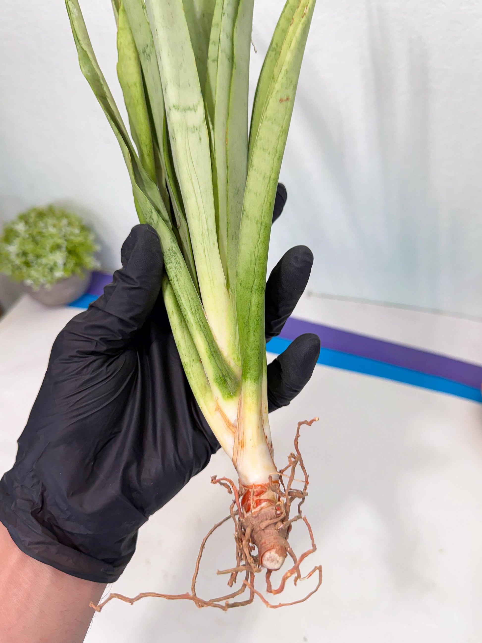 Sansevieria Kamakiri (gg) (7) | New Imported Hybrids