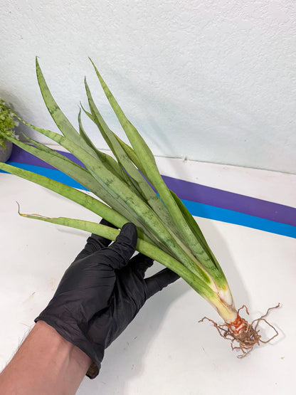 Sansevieria Kamakiri (gg) (7) | New Imported Hybrids