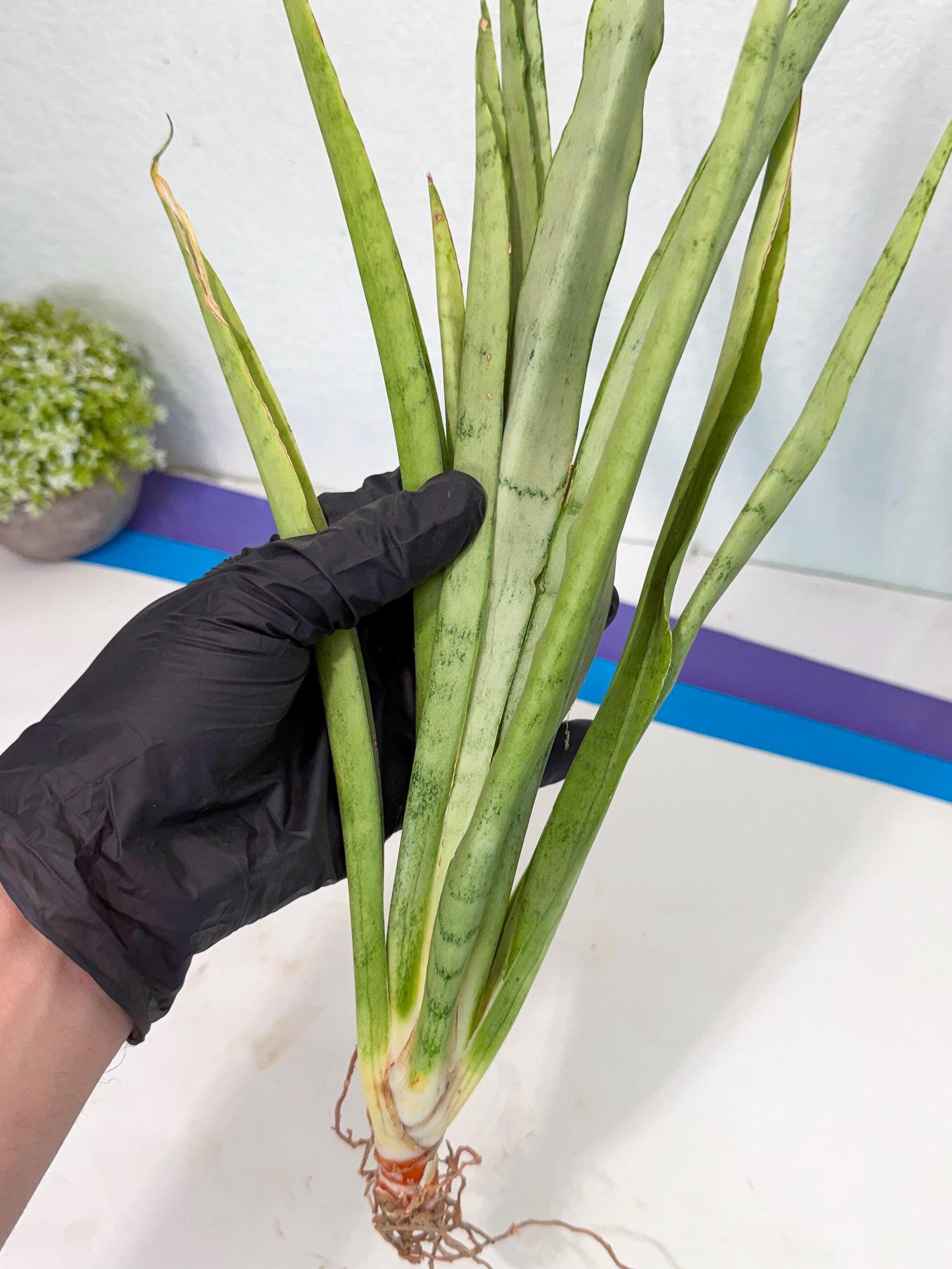 Sansevieria Kamakiri (gg) (7) | New Imported Hybrids
