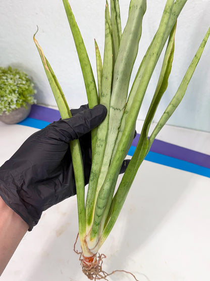 Sansevieria Kamakiri (gg) (7) | New Imported Hybrids