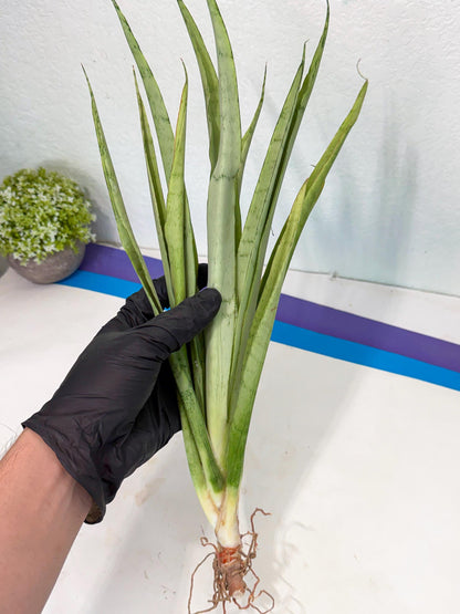 Sansevieria Kamakiri (gg) (7) | New Imported Hybrids