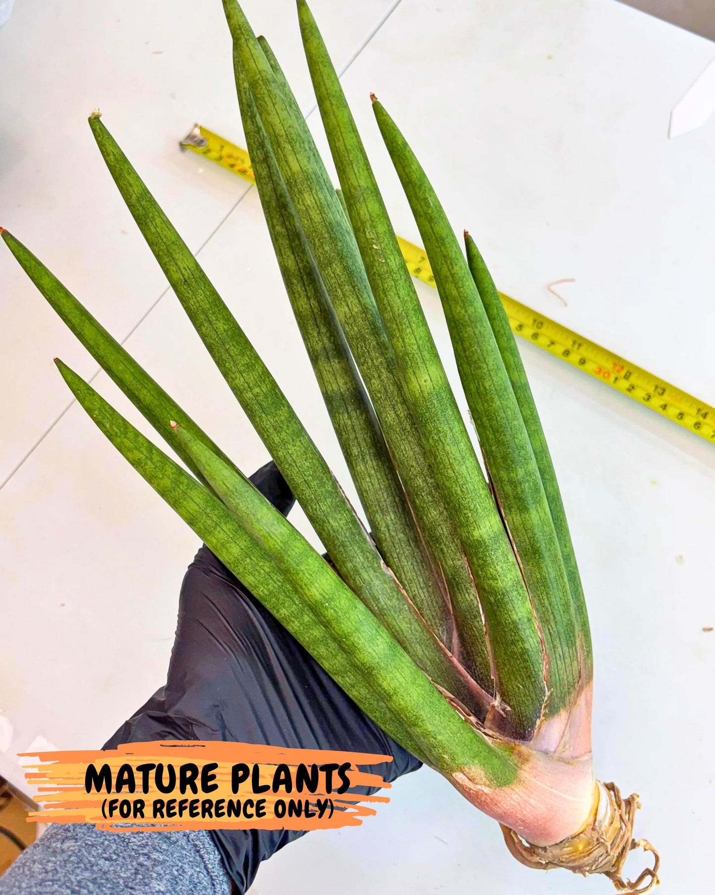 Sansevieria Yesil Tac (gg) (8) | New Imported Hybrids