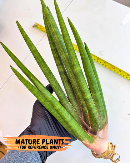 Sansevieria Yesil Tac (gg) (8) | New Imported Hybrids