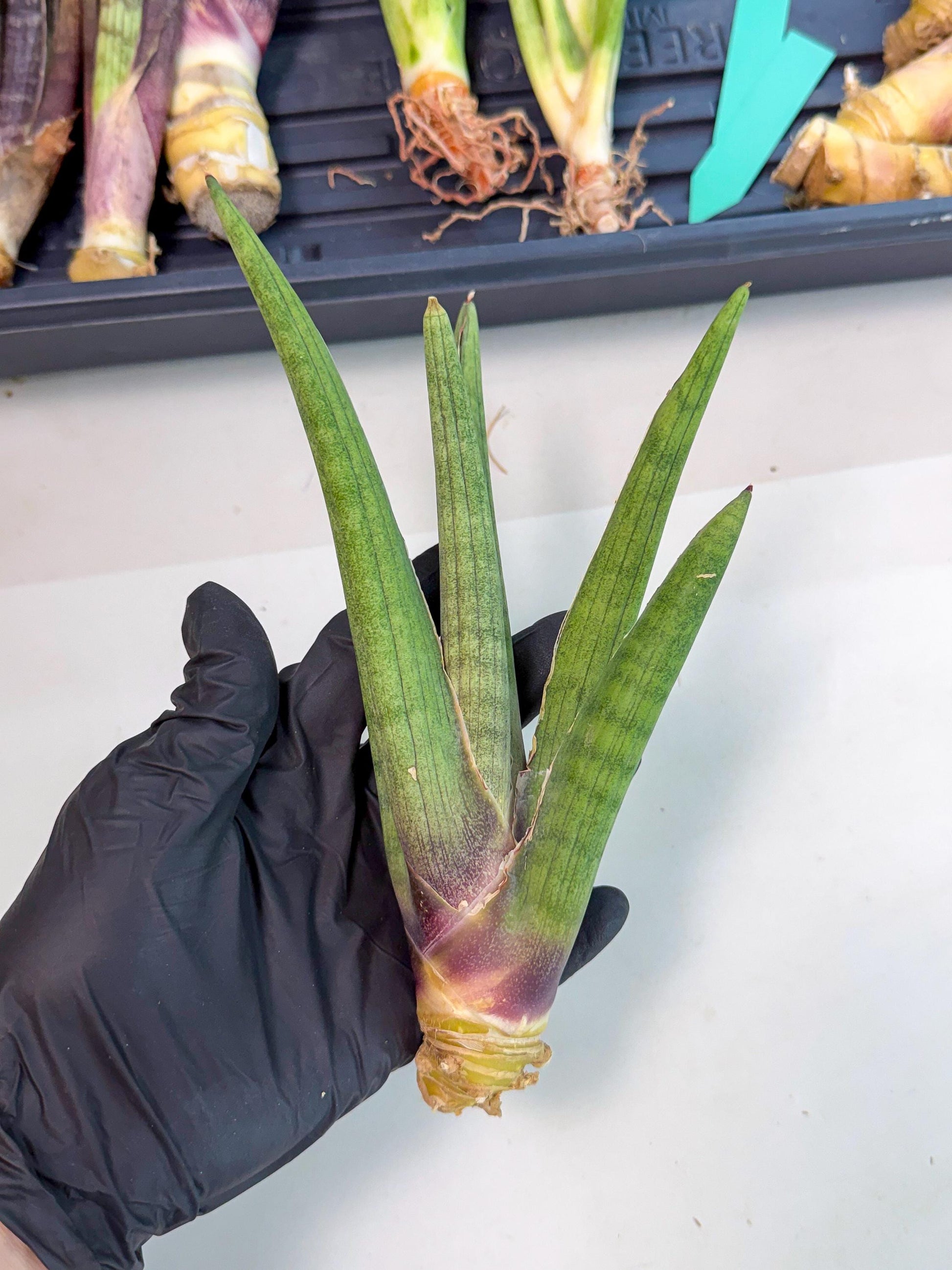 Sansevieria Yesil Tac (gg) (8) | New Imported Hybrids
