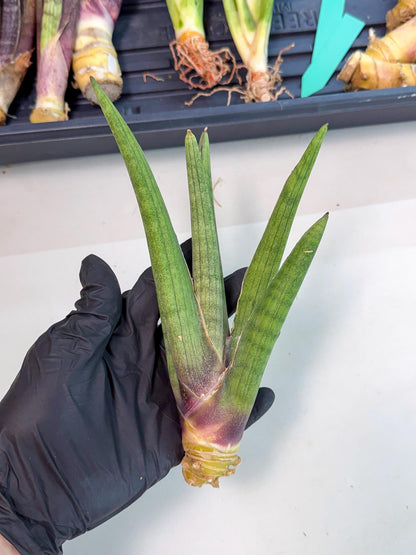 Sansevieria Yesil Tac (gg) (8) | New Imported Hybrids
