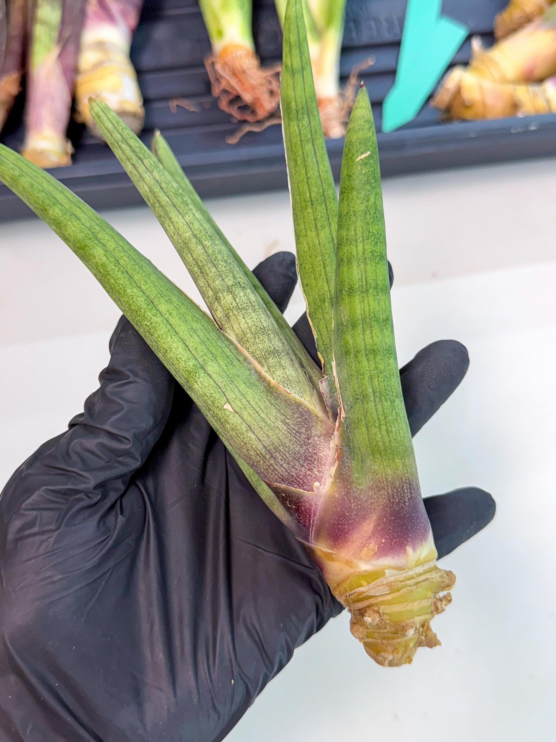 Sansevieria Yesil Tac (gg) (8) | New Imported Hybrids