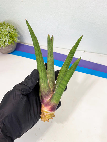 Sansevieria Yesil Tac (gg) (8) | New Imported Hybrids
