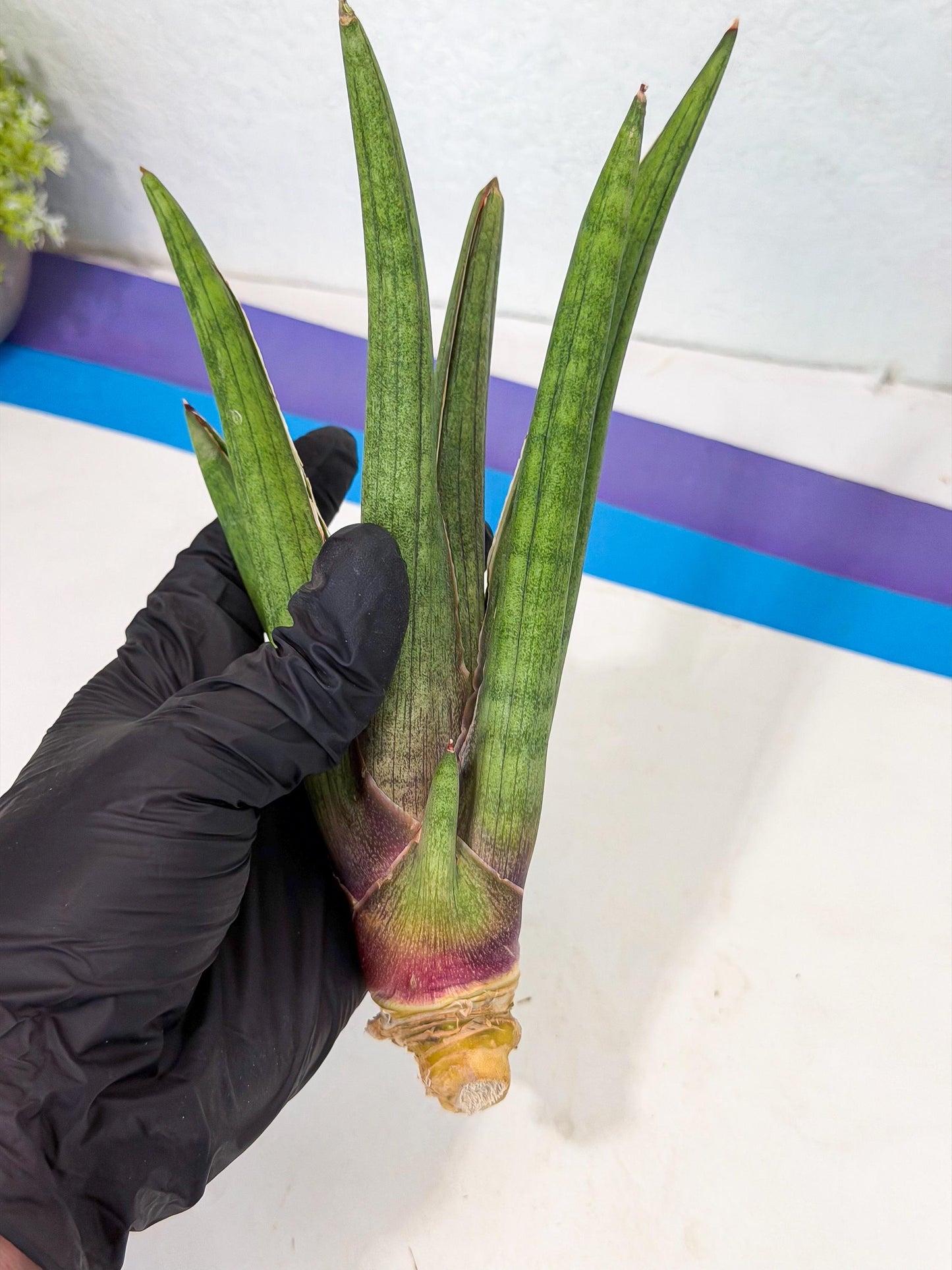 Sansevieria Yesil Tac (gg) (8) | New Imported Hybrids