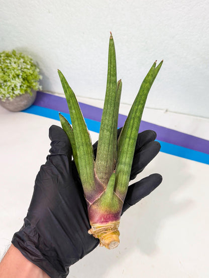 Sansevieria Yesil Tac (gg) (8) | New Imported Hybrids