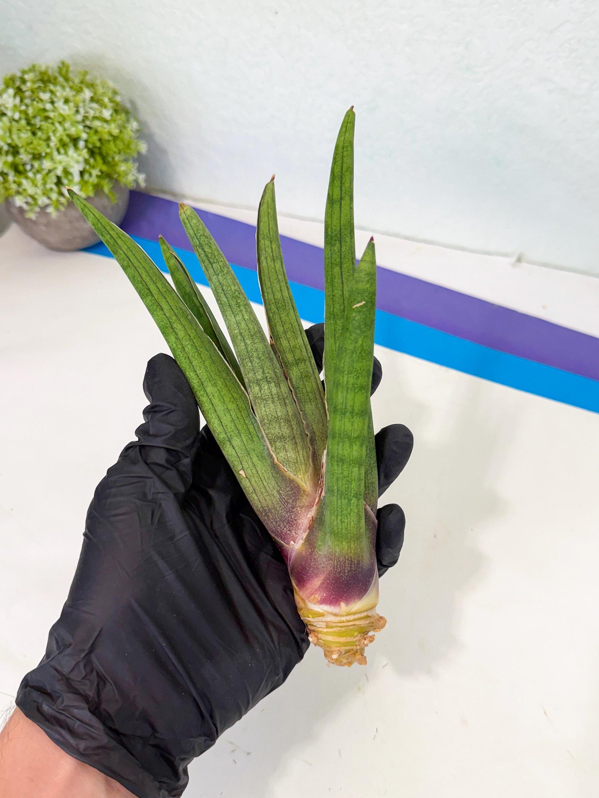 Sansevieria Yesil Tac (gg) (8) | New Imported Hybrids