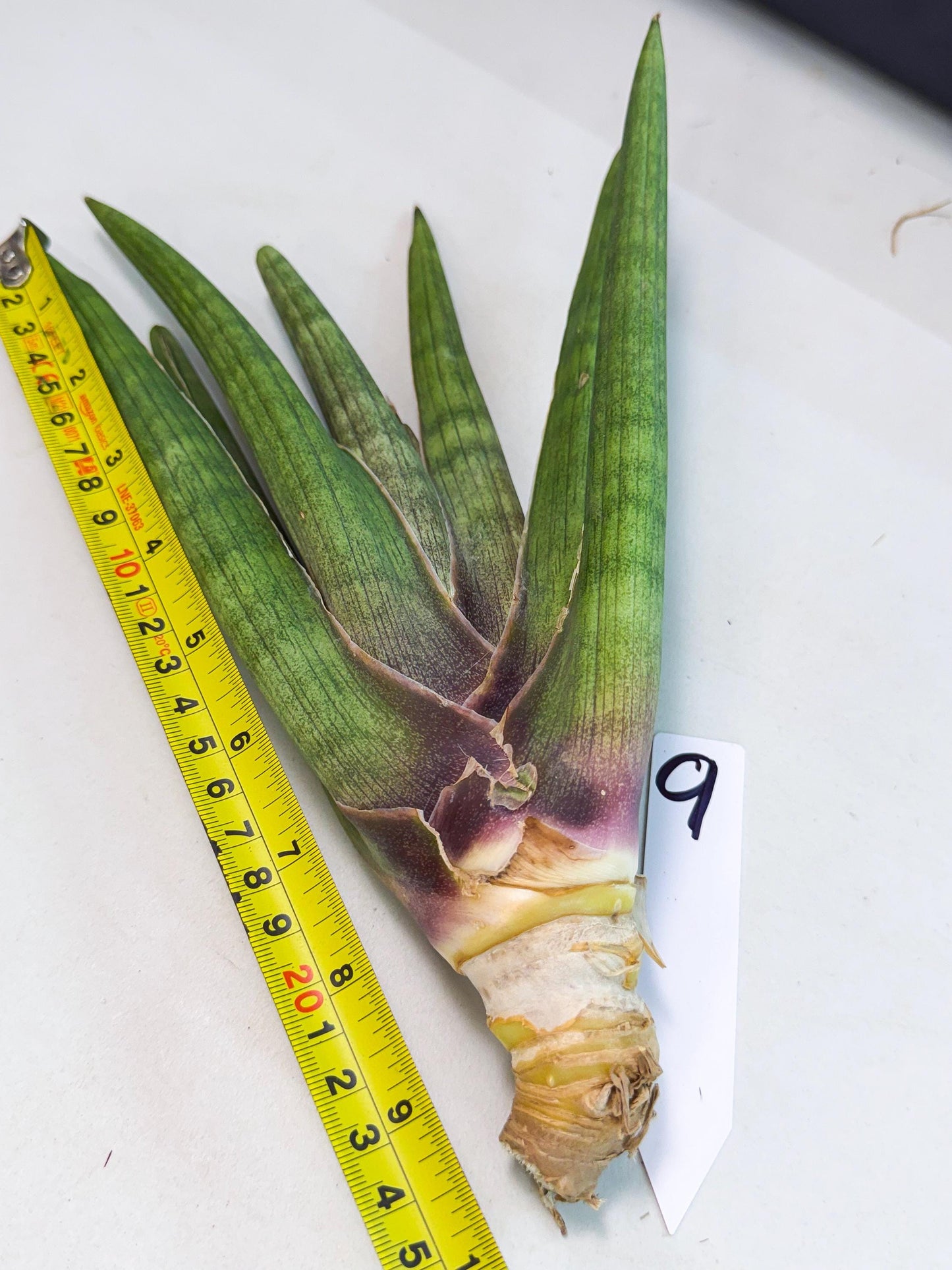Sansevieria Yesil Tac (gg) (9) | New Imported Hybrids