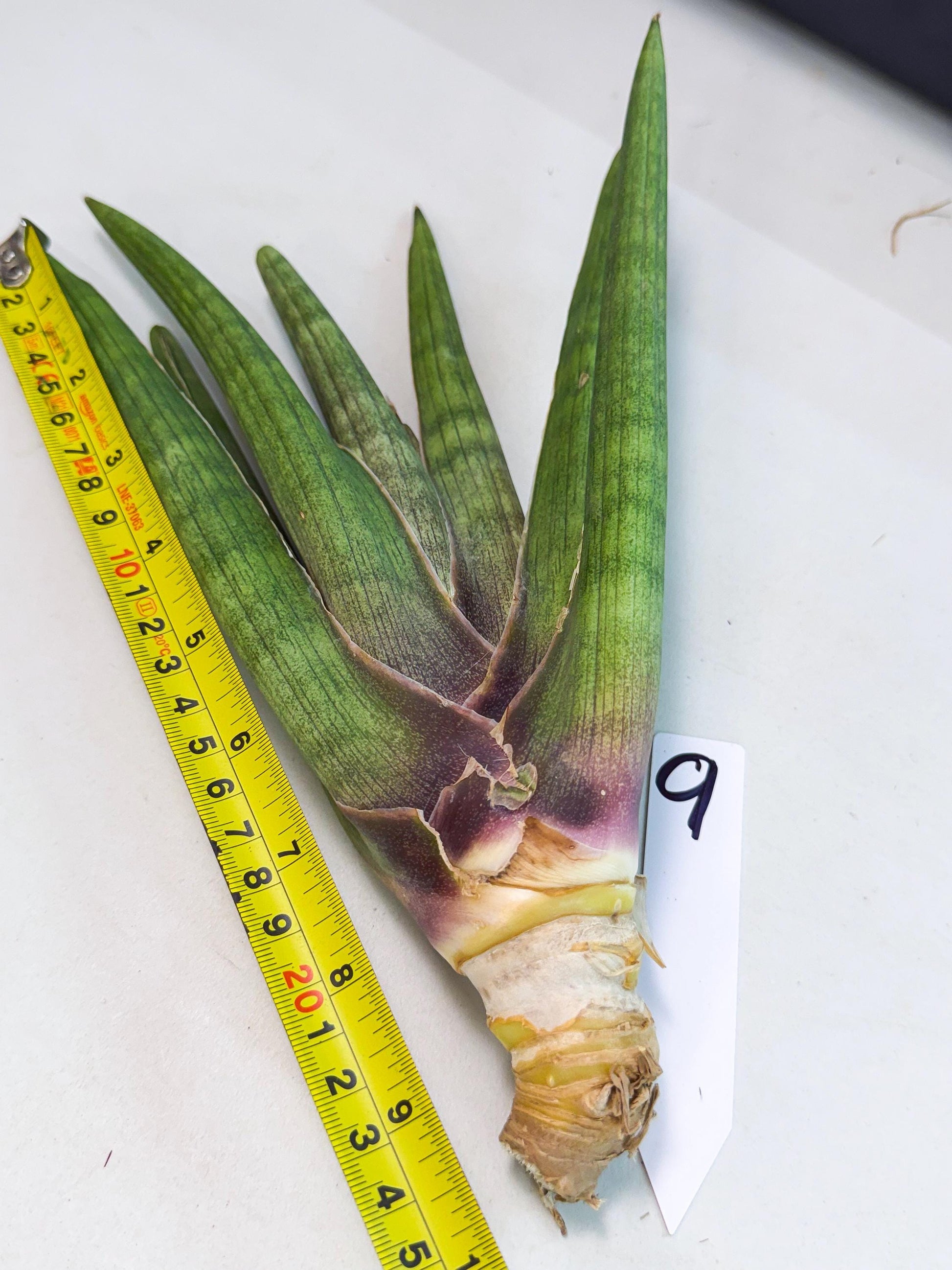 Sansevieria Yesil Tac (gg) (9) | New Imported Hybrids