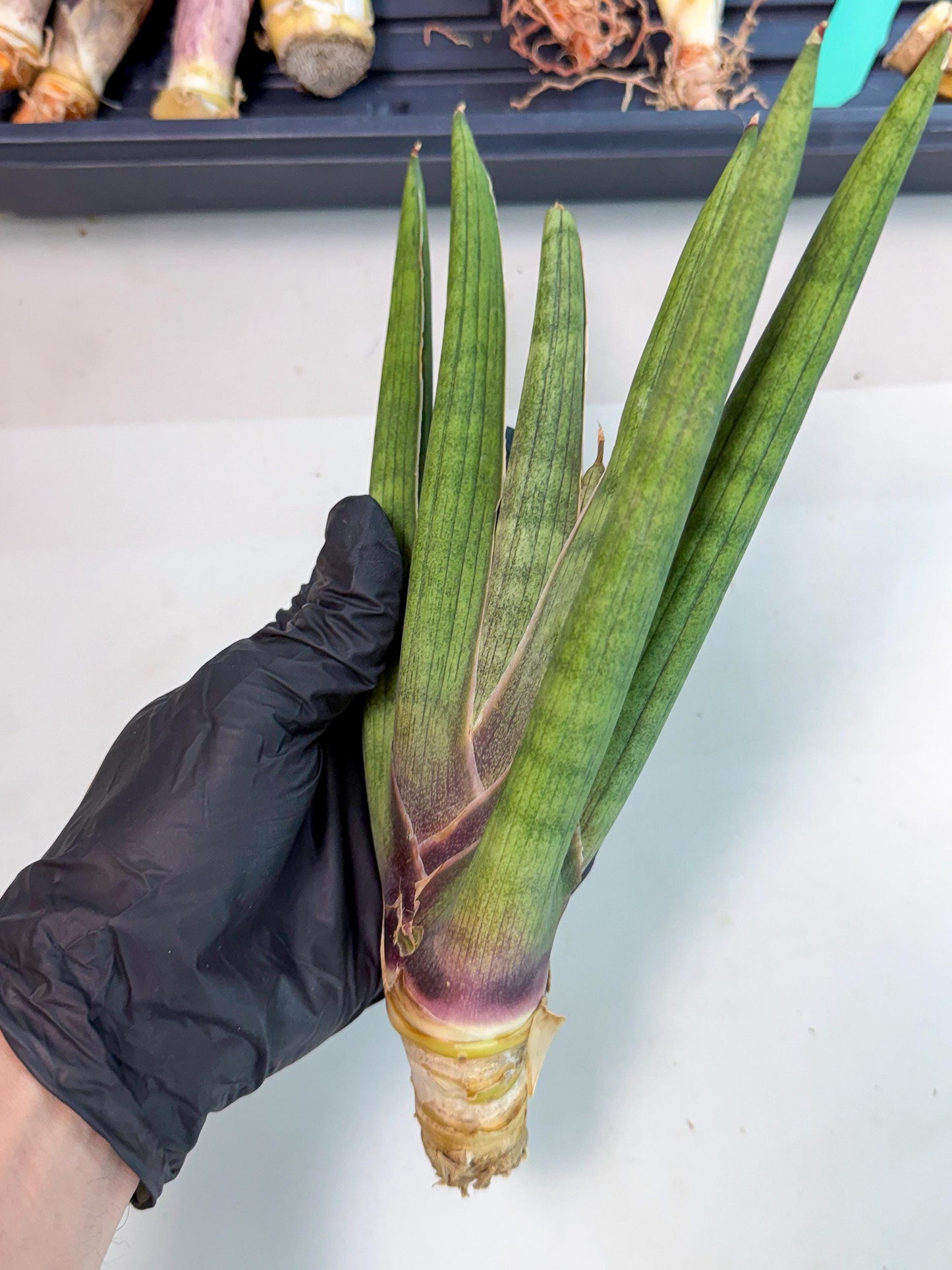 Sansevieria Yesil Tac (gg) (9) | New Imported Hybrids