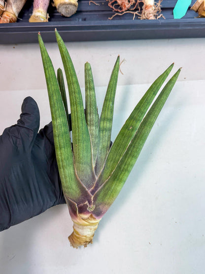 Sansevieria Yesil Tac (gg) (9) | New Imported Hybrids