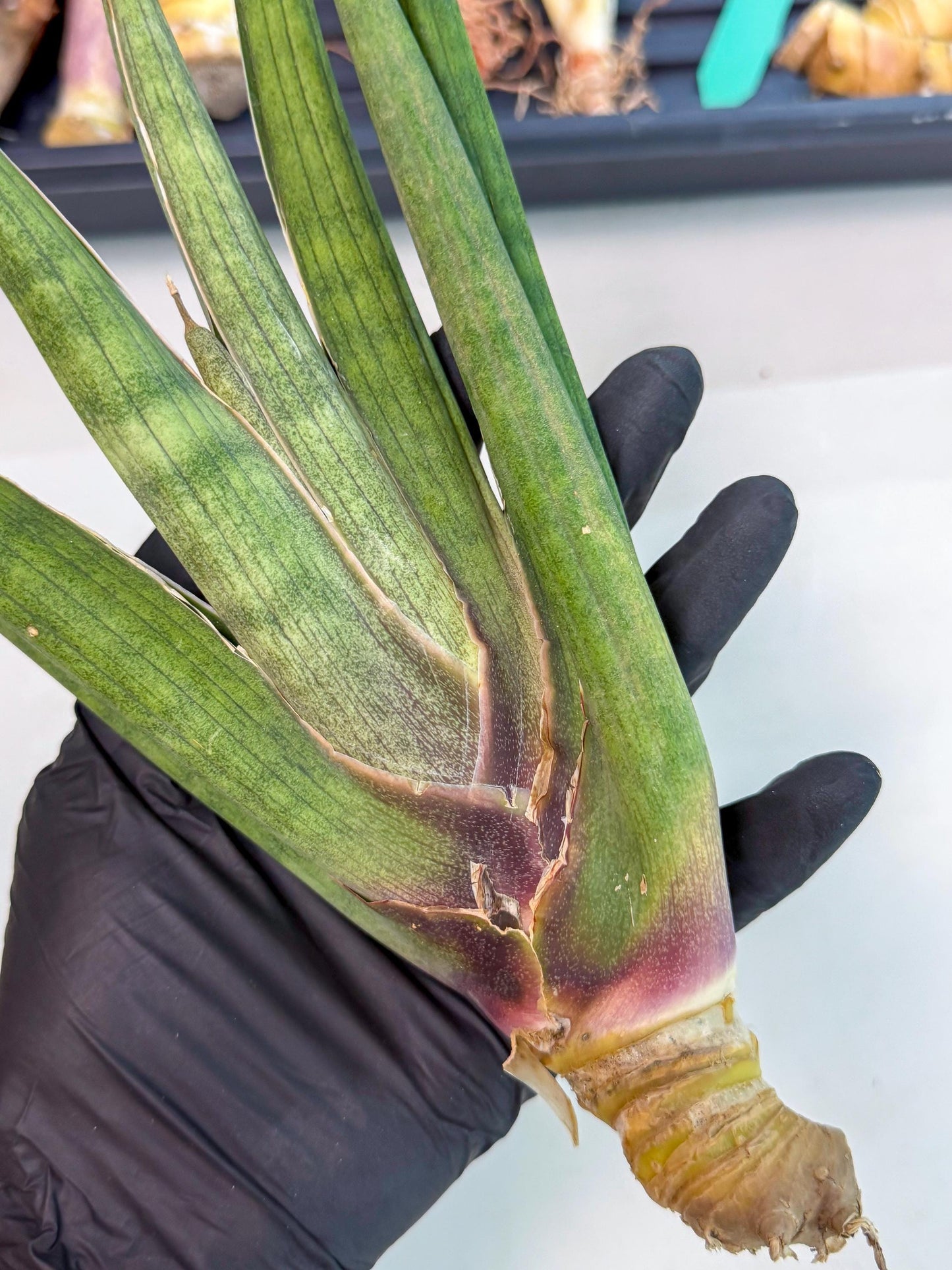 Sansevieria Yesil Tac (gg) (9) | New Imported Hybrids