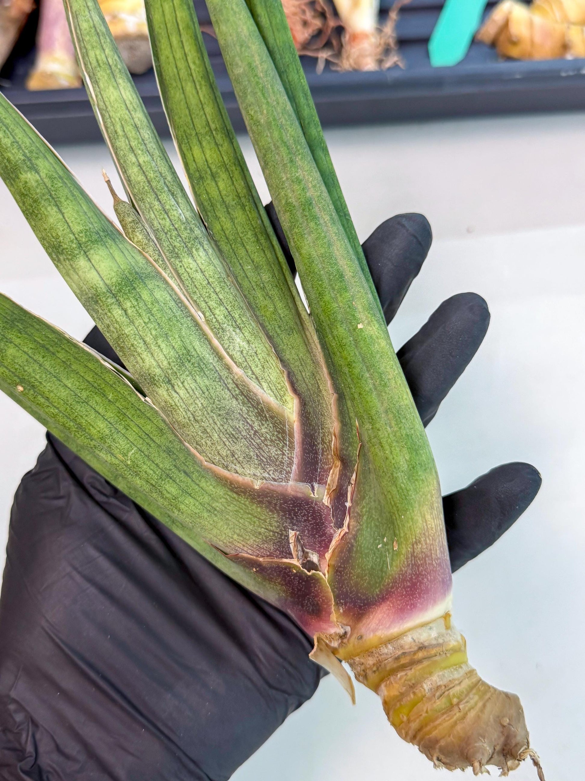 Sansevieria Yesil Tac (gg) (9) | New Imported Hybrids