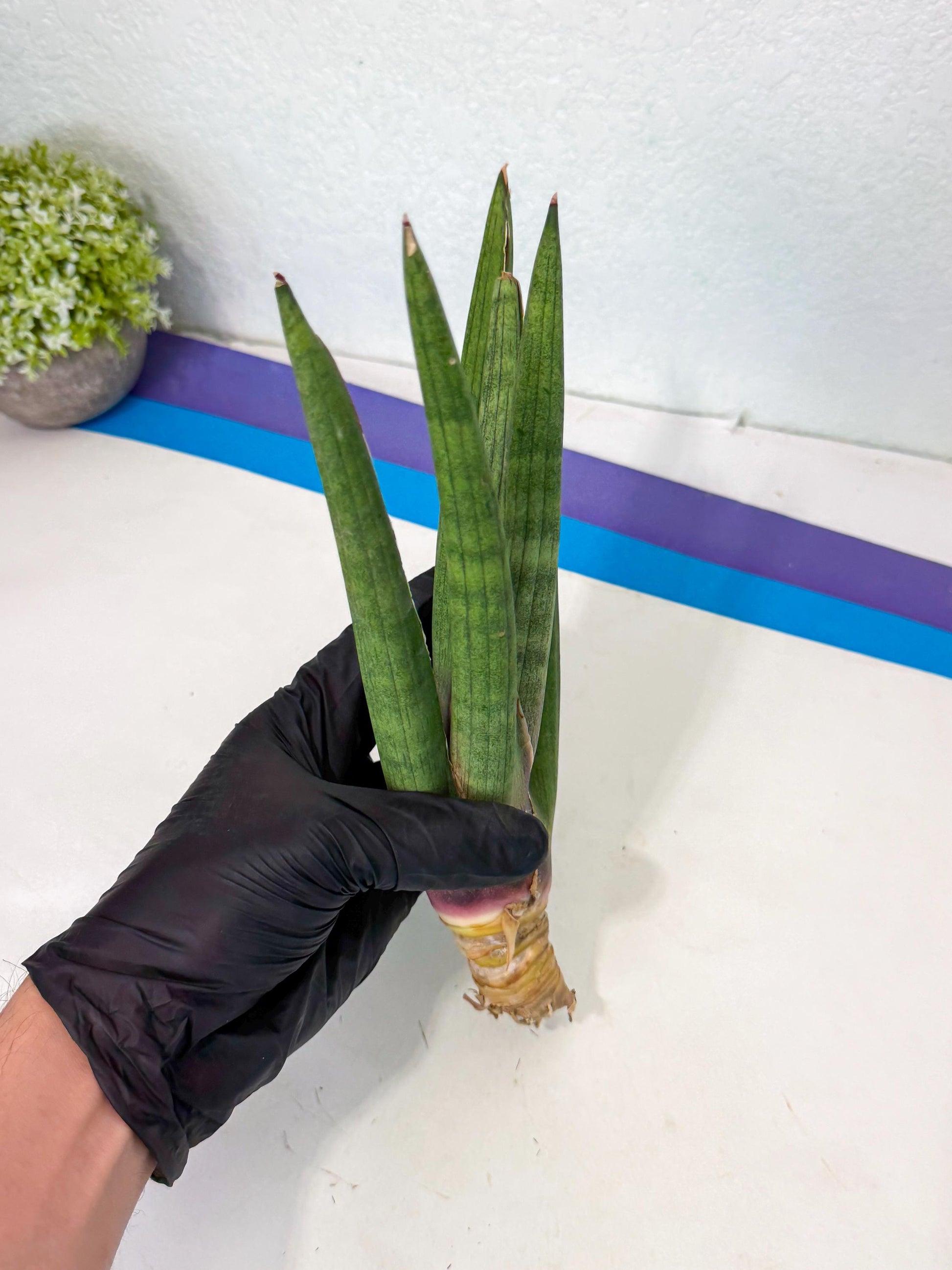 Sansevieria Yesil Tac (gg) (9) | New Imported Hybrids