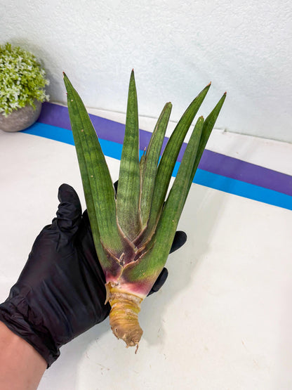 Sansevieria Yesil Tac (gg) (9) | New Imported Hybrids