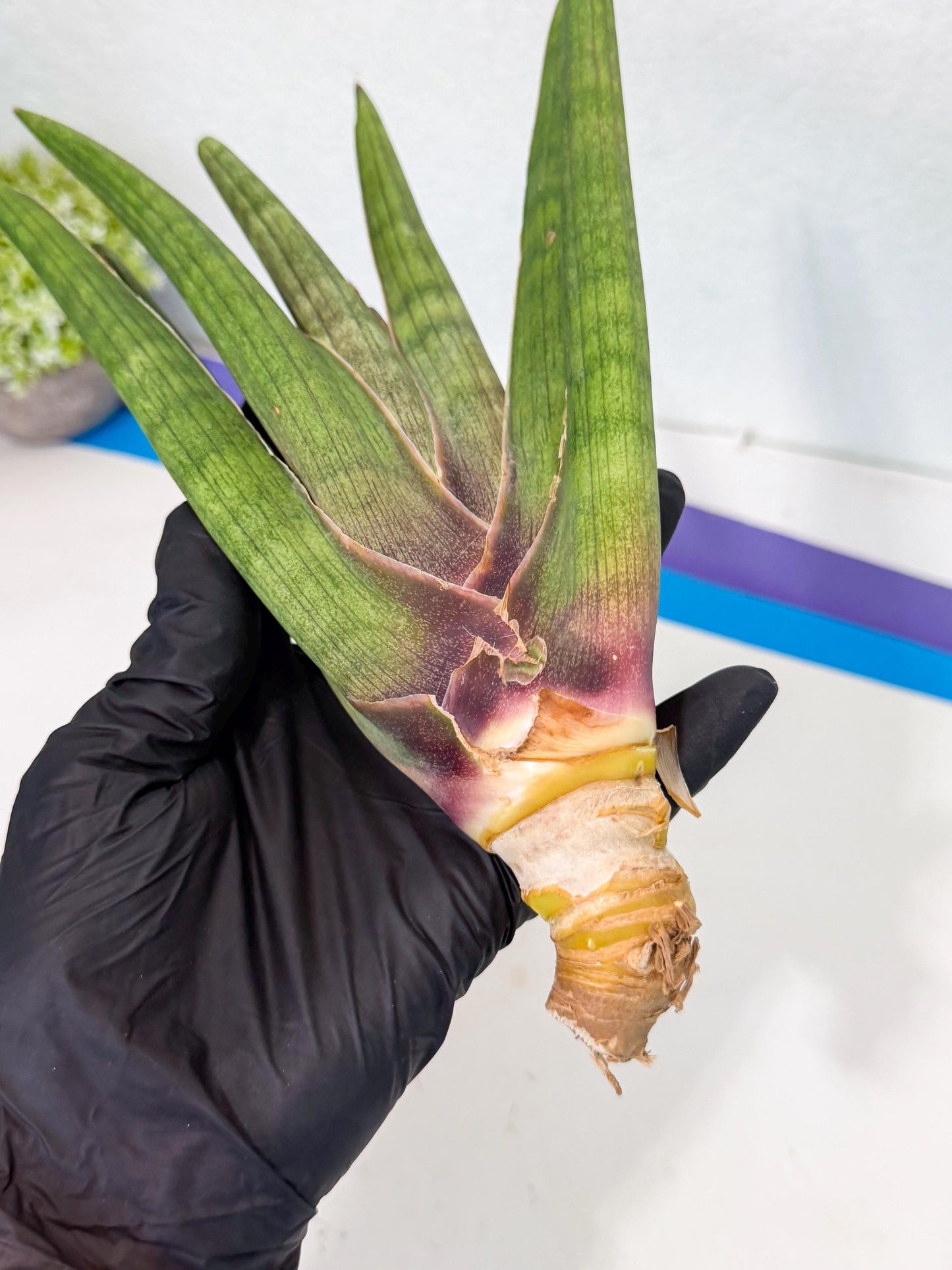 Sansevieria Yesil Tac (gg) (9) | New Imported Hybrids