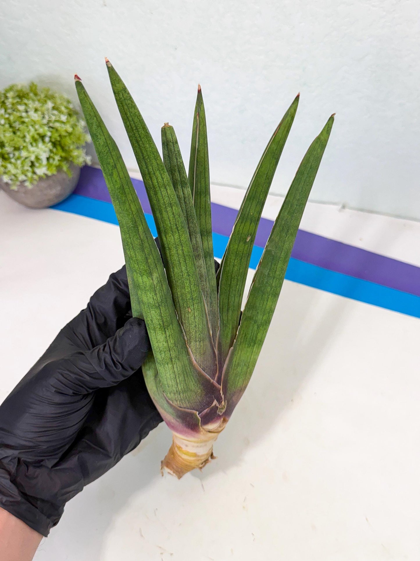 Sansevieria Yesil Tac (gg) (9) | New Imported Hybrids