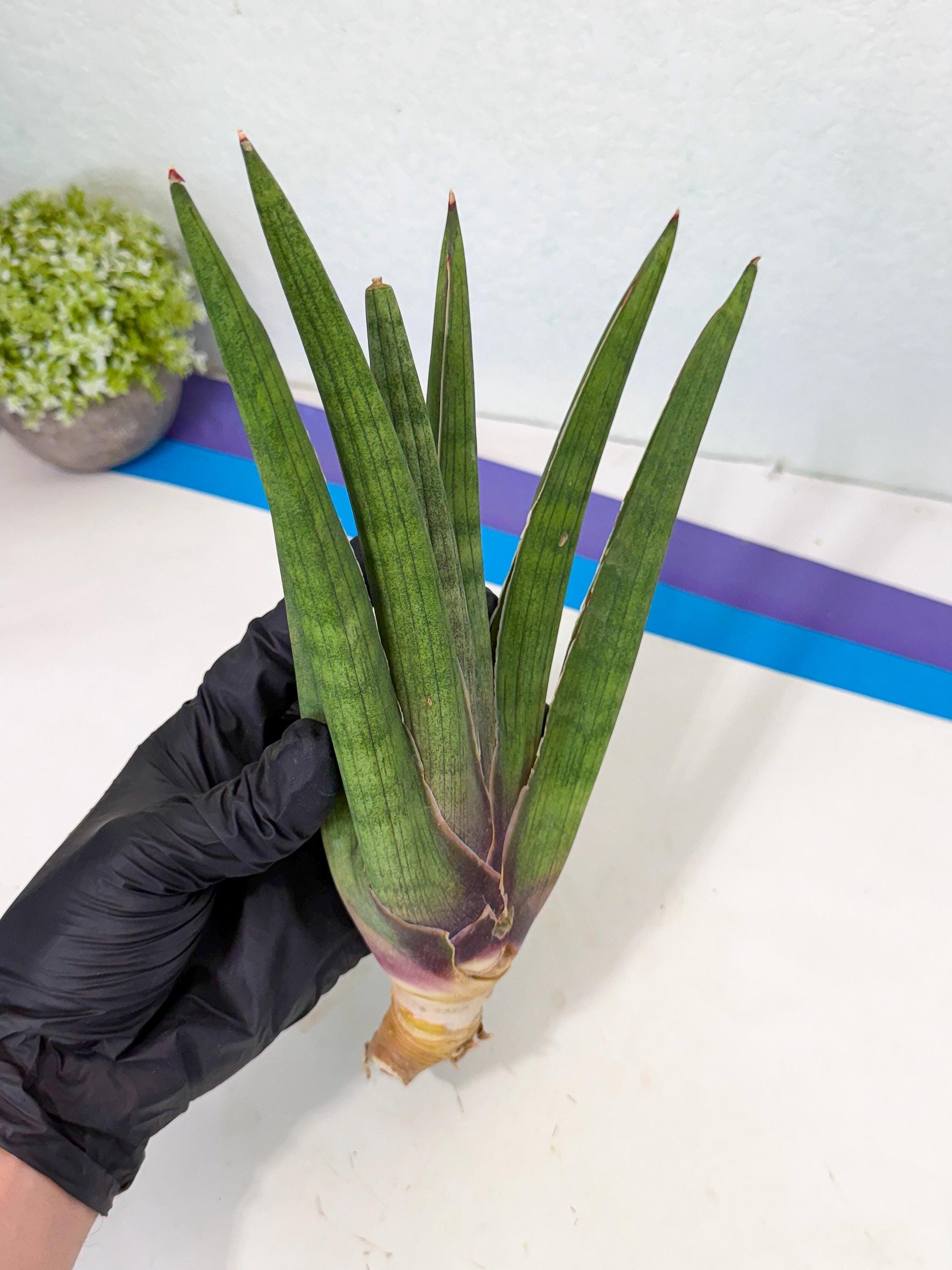 Sansevieria Yesil Tac (gg) (9) | New Imported Hybrids