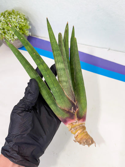 Sansevieria Yesil Tac (gg) (9) | New Imported Hybrids