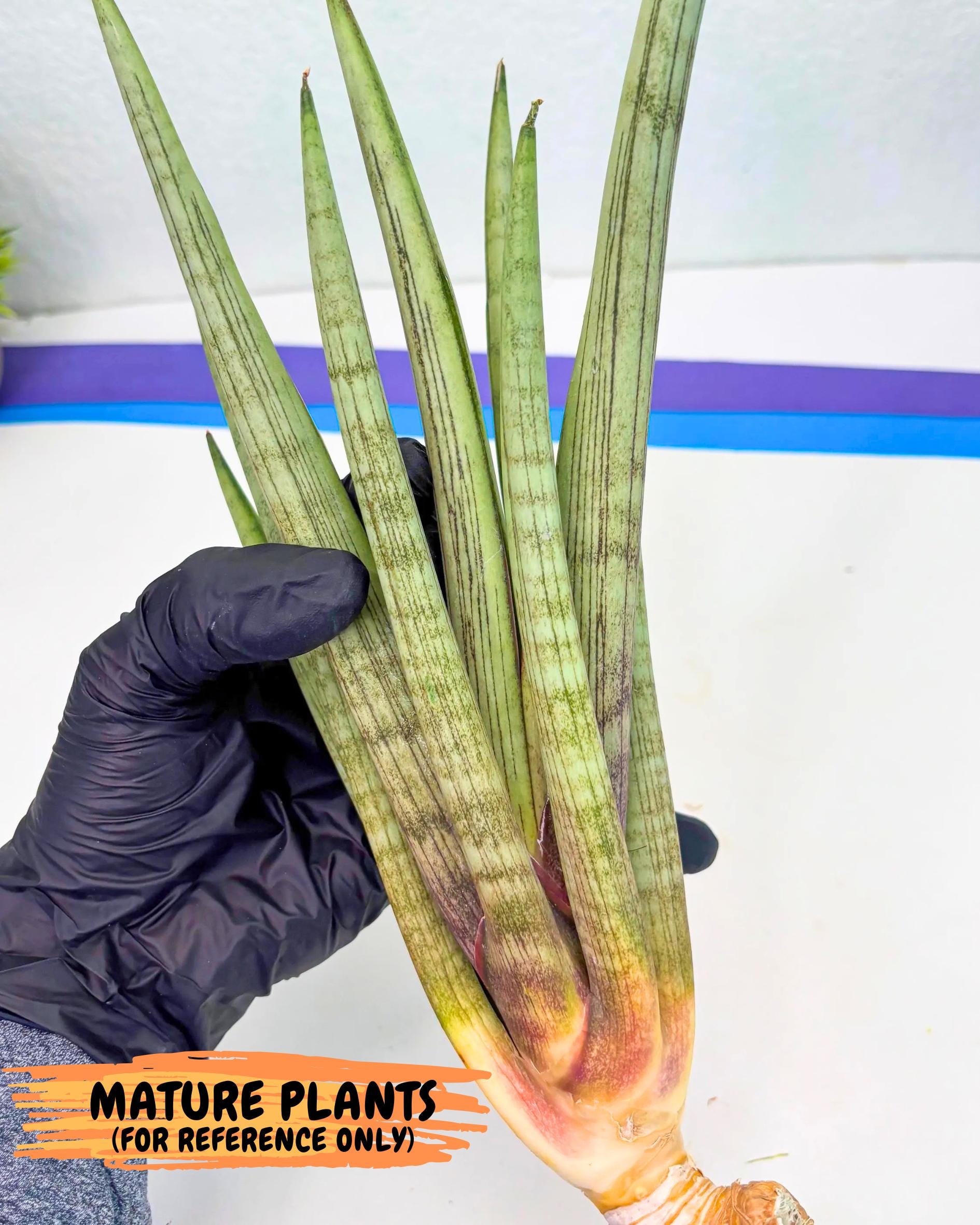 Sansevieria Naneli Tac (gg) (10) | New Imported Hybrids