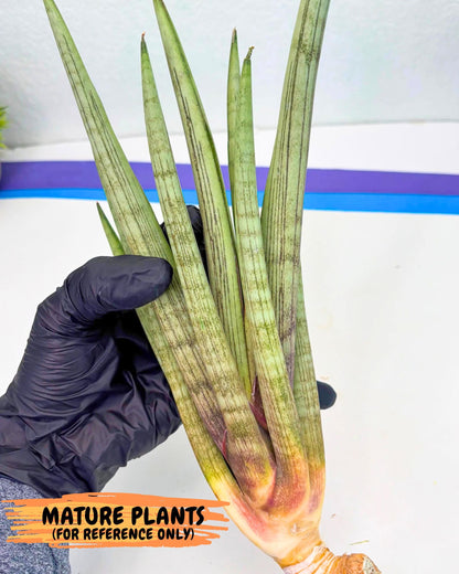 Sansevieria Naneli Tac (gg) (10) | New Imported Hybrids