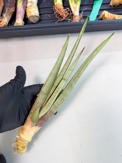 Sansevieria Naneli Tac (gg) (10) | New Imported Hybrids