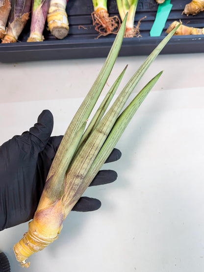 Sansevieria Naneli Tac (gg) (10) | New Imported Hybrids