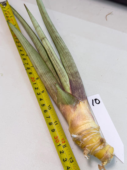 Sansevieria Naneli Tac (gg) (10) | New Imported Hybrids