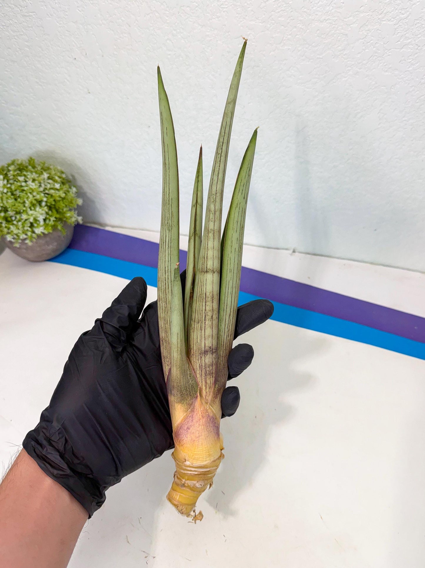 Sansevieria Naneli Tac (gg) (10) | New Imported Hybrids