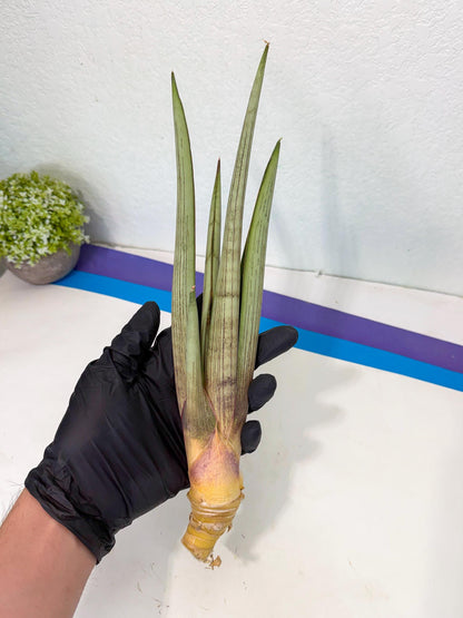 Sansevieria Naneli Tac (gg) (10) | New Imported Hybrids