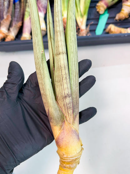 Sansevieria Naneli Tac (gg) (10) | New Imported Hybrids