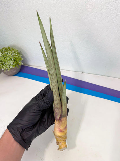 Sansevieria Naneli Tac (gg) (10) | New Imported Hybrids