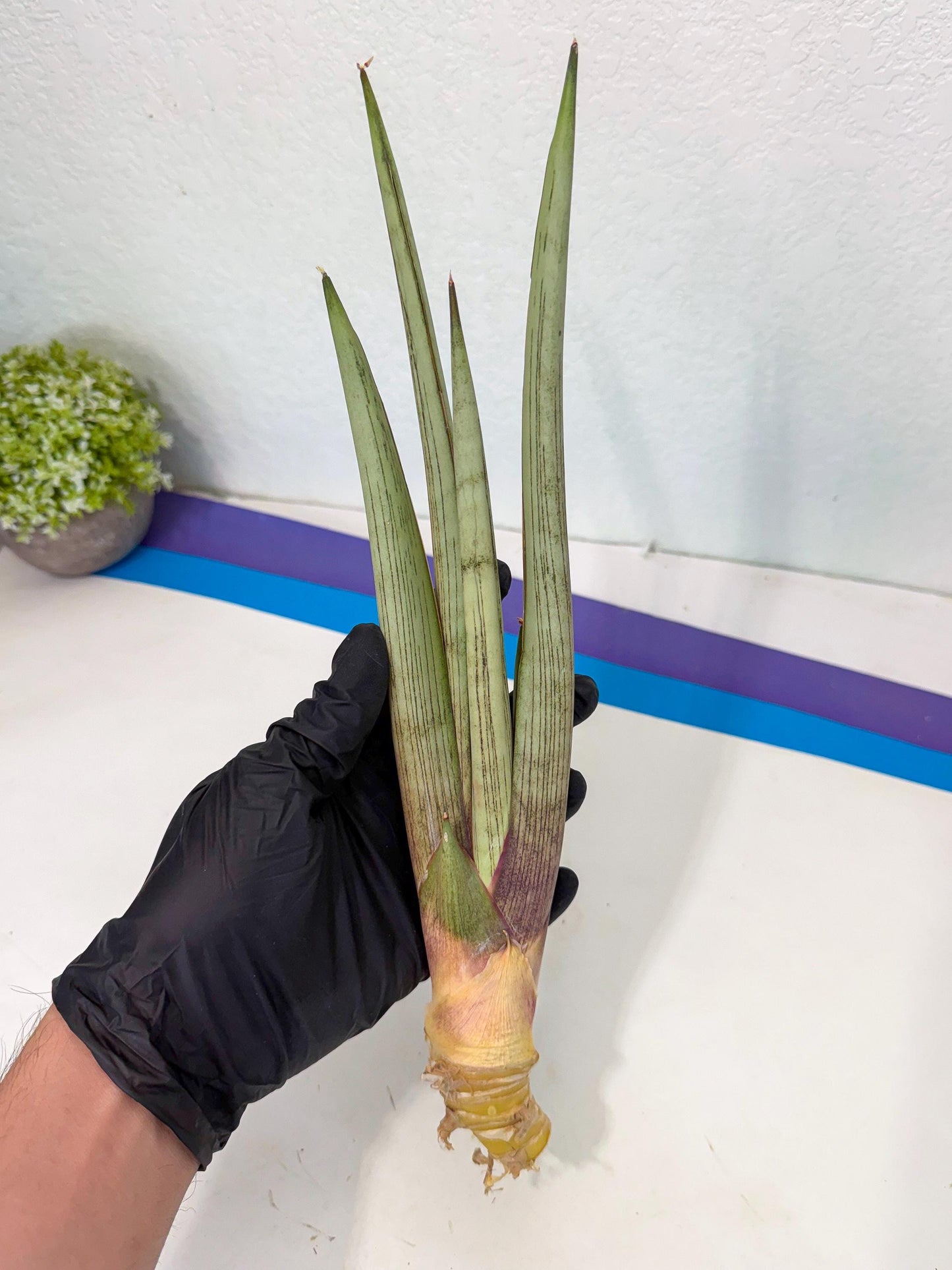 Sansevieria Naneli Tac (gg) (10) | New Imported Hybrids
