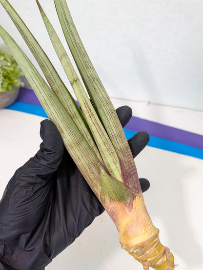 Sansevieria Naneli Tac (gg) (10) | New Imported Hybrids