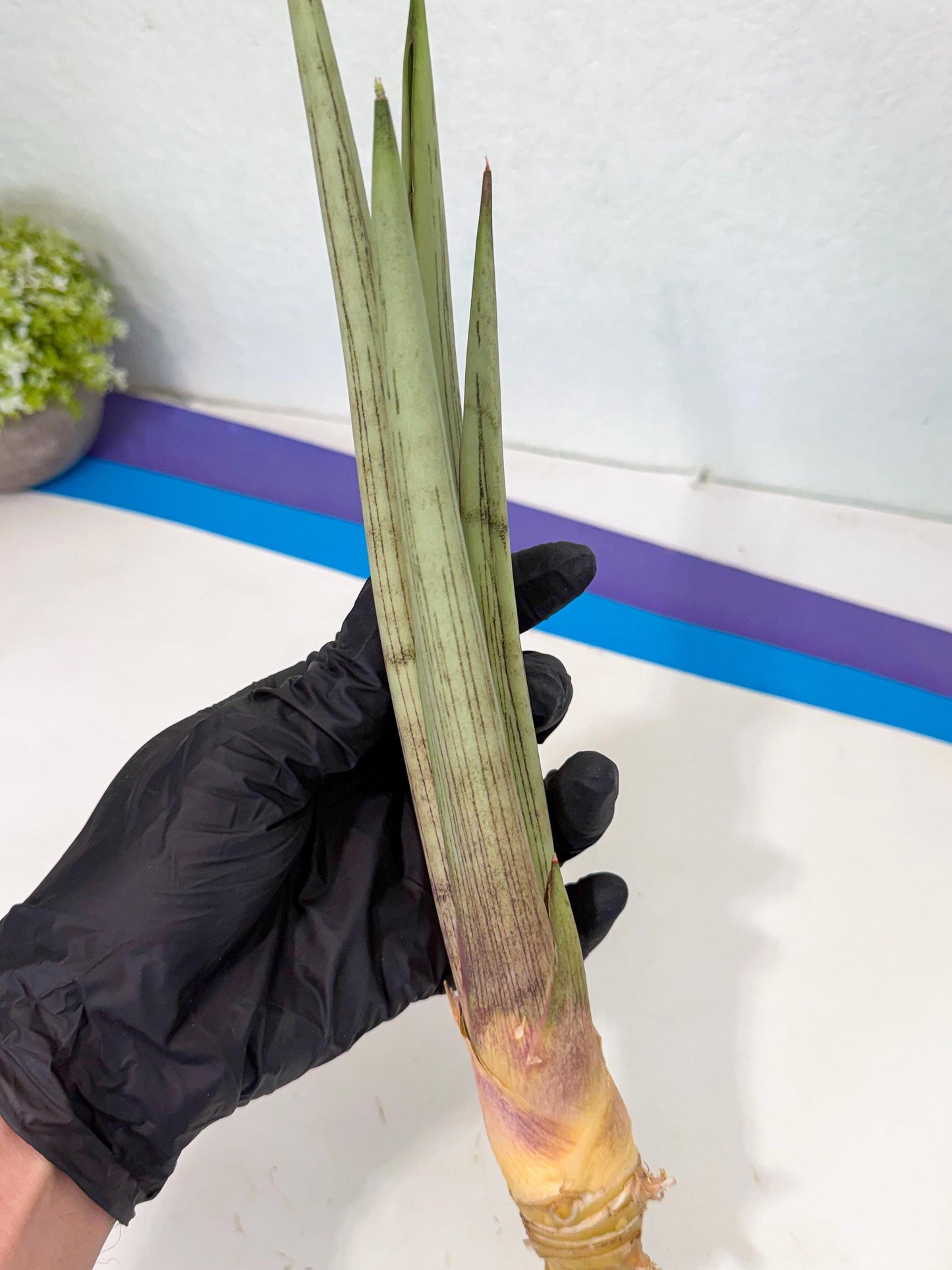 Sansevieria Naneli Tac (gg) (10) | New Imported Hybrids