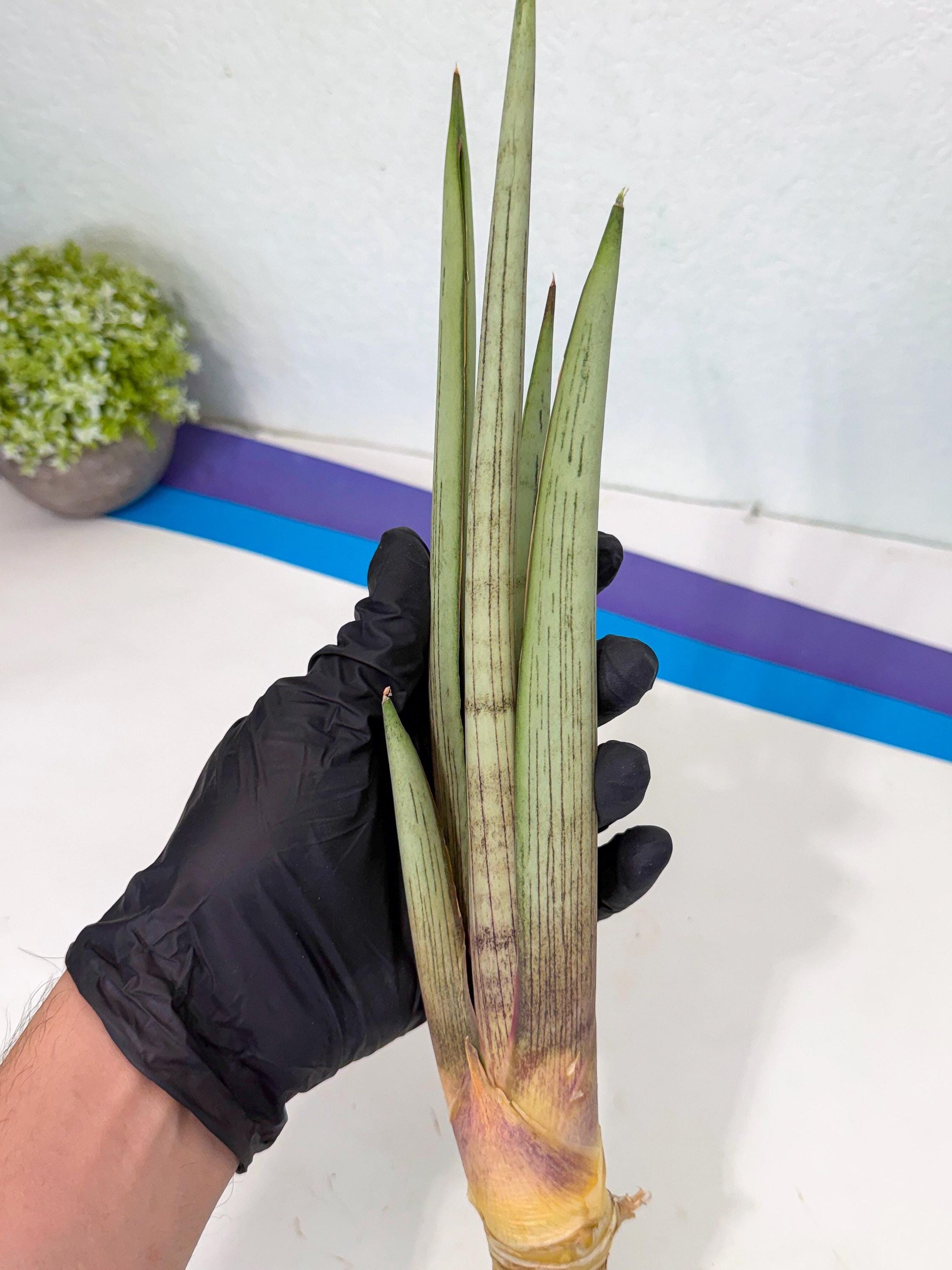 Sansevieria Naneli Tac (gg) (10) | New Imported Hybrids