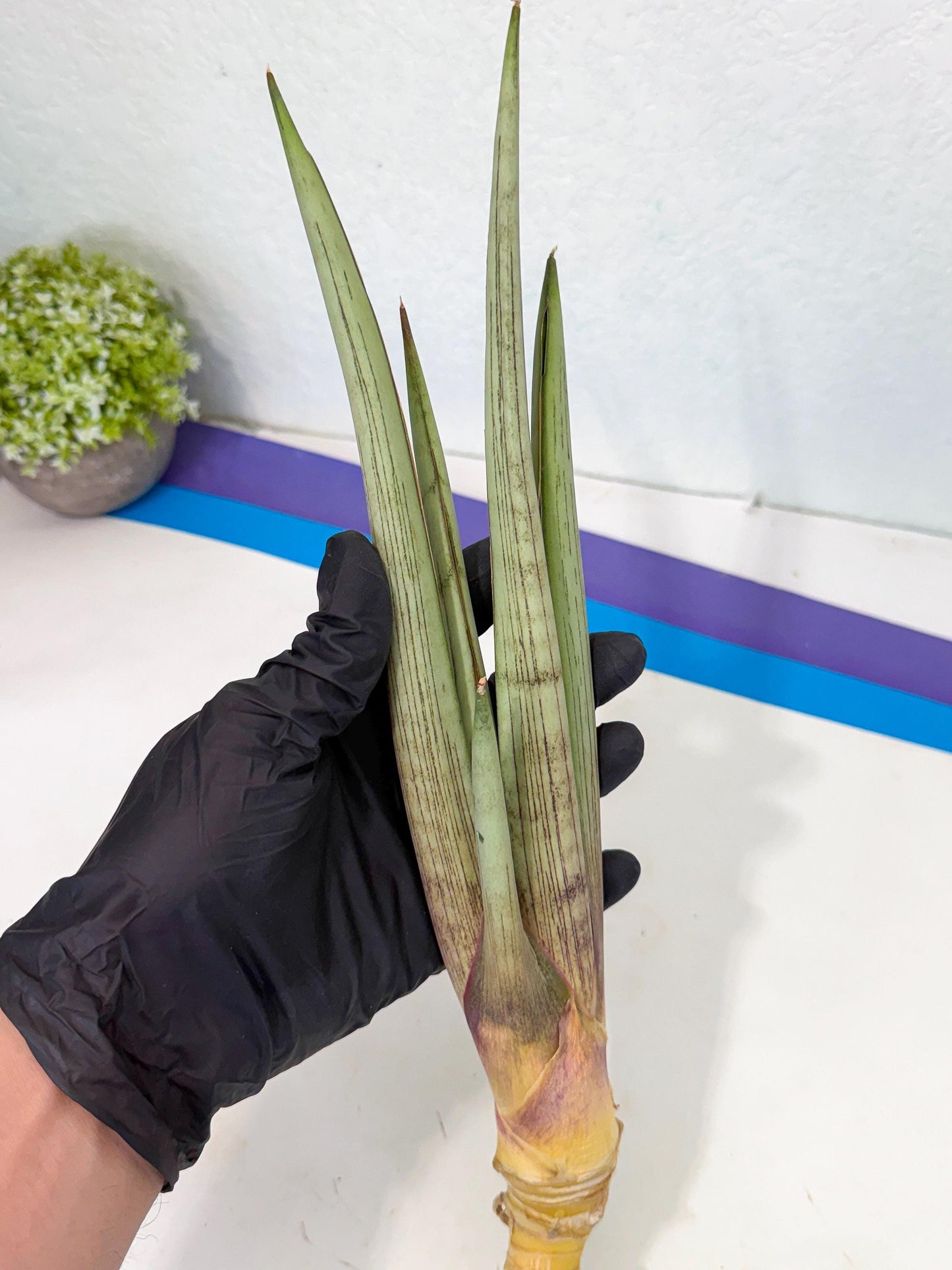 Sansevieria Naneli Tac (gg) (10) | New Imported Hybrids
