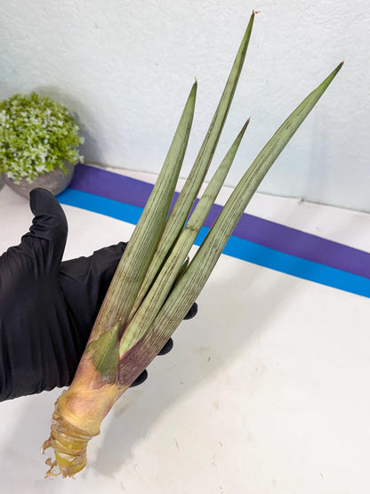 Sansevieria Naneli Tac (gg) (10) | New Imported Hybrids