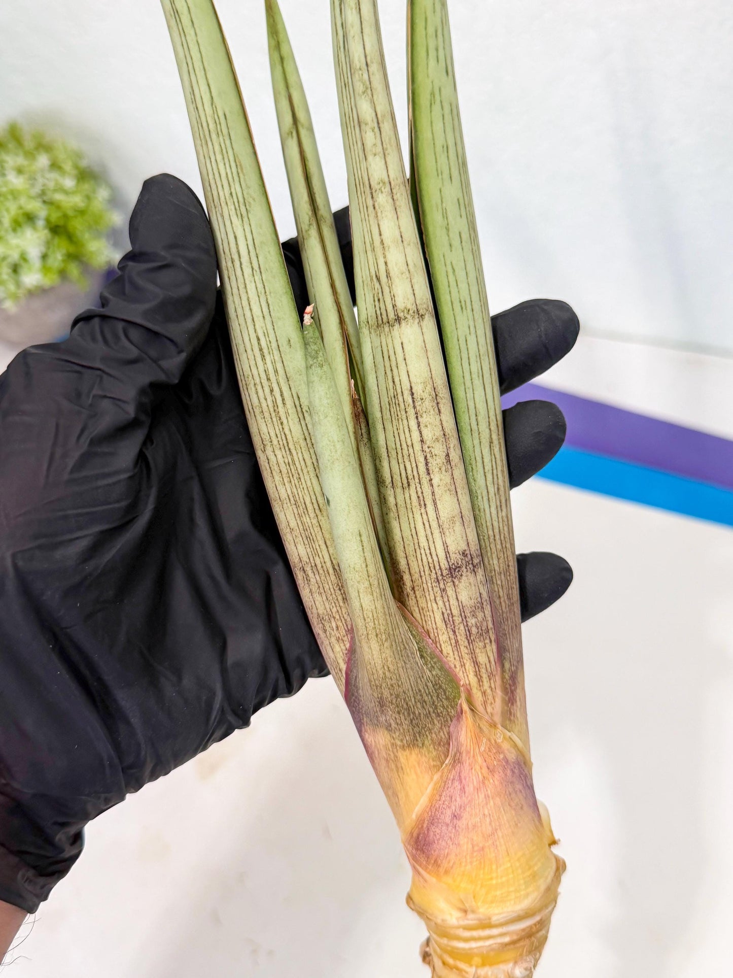 Sansevieria Naneli Tac (gg) (10) | New Imported Hybrids