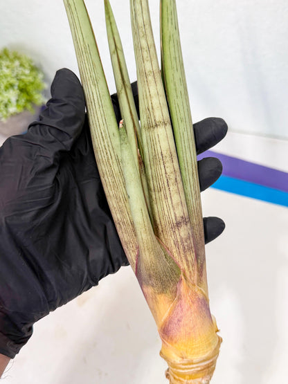 Sansevieria Naneli Tac (gg) (10) | New Imported Hybrids