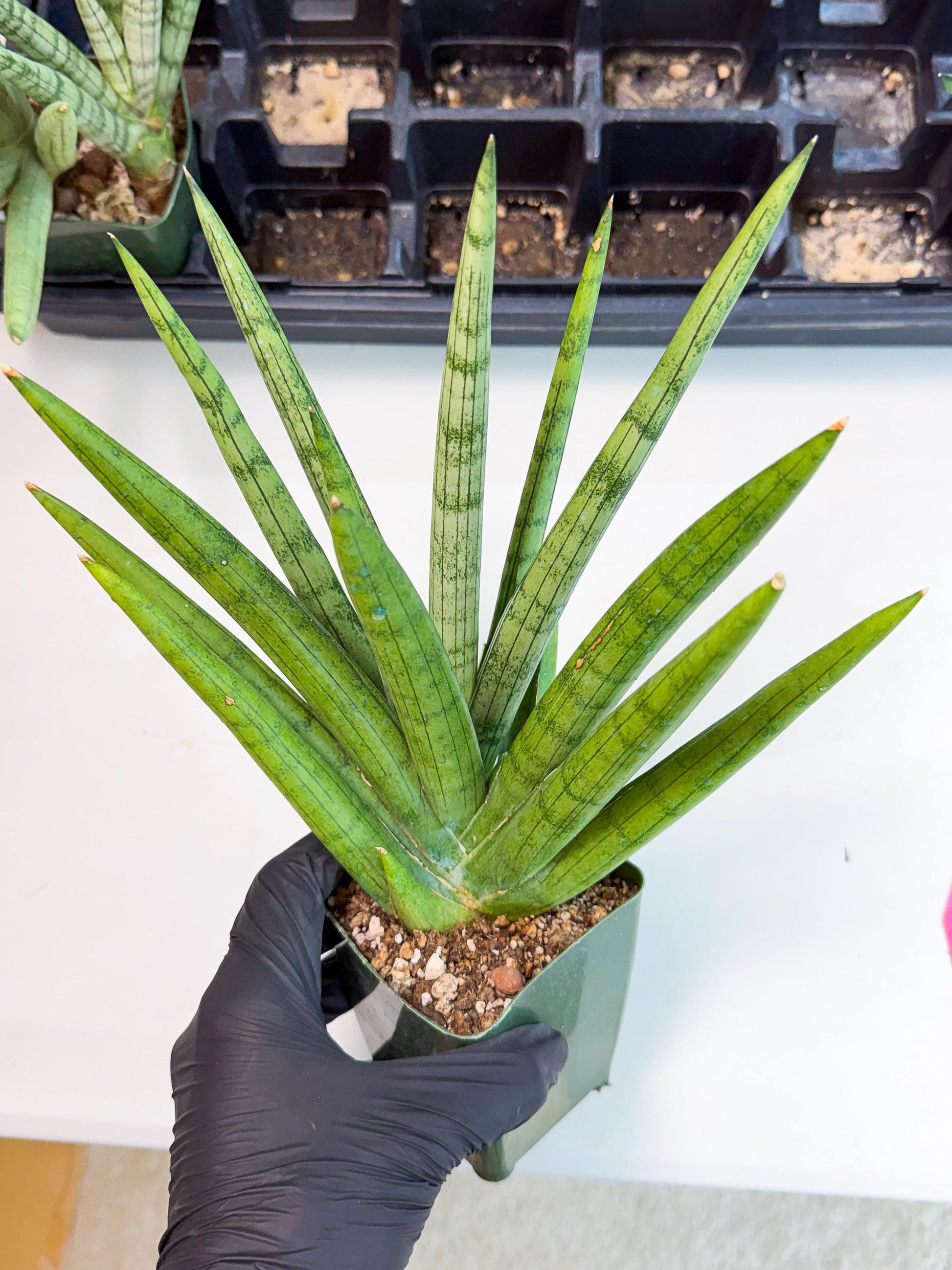 Sansevieria Silver Crown (XL1) (p) | Hybrid