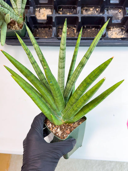 Sansevieria Silver Crown (XL1) (p) | Hybrid