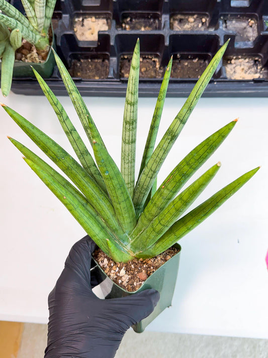 Sansevieria Silver Crown (XL1) (p) | Hybrid
