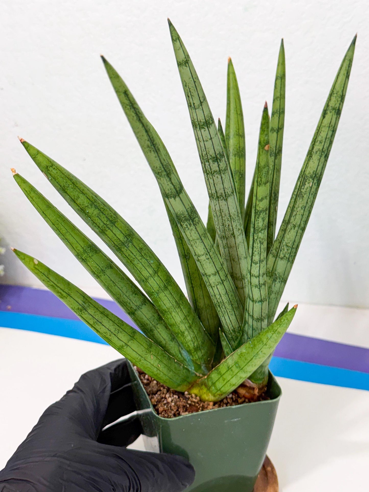 Sansevieria Silver Crown (XL1) (p) | Hybrid