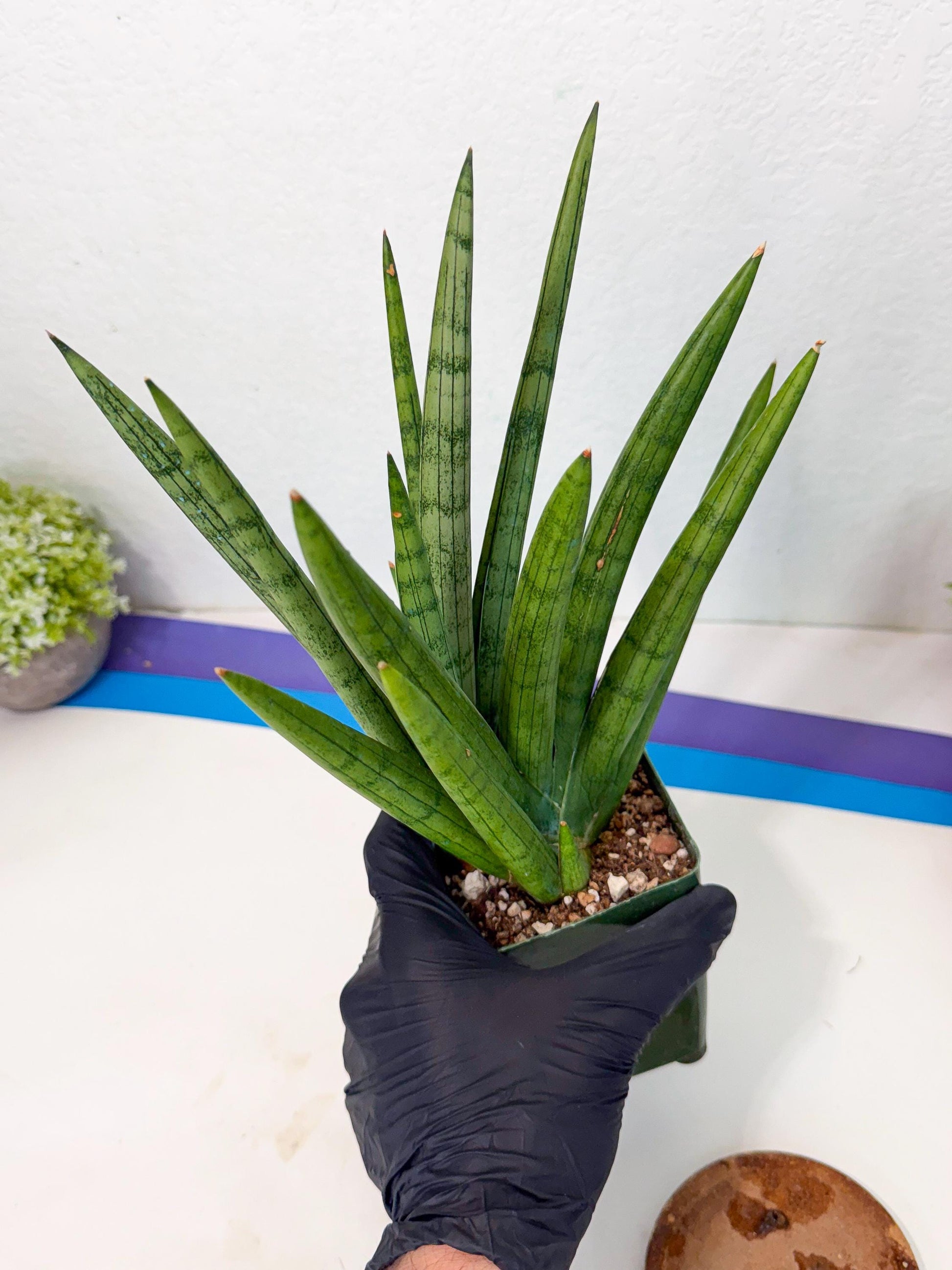 Sansevieria Silver Crown (XL1) (p) | Hybrid